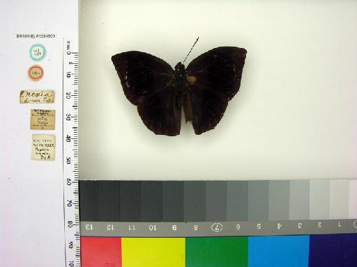 Memphis nenia nenia (Druce, 1877) - BMNH(E) 1054503 Memphis nenia nenia  ST male labels