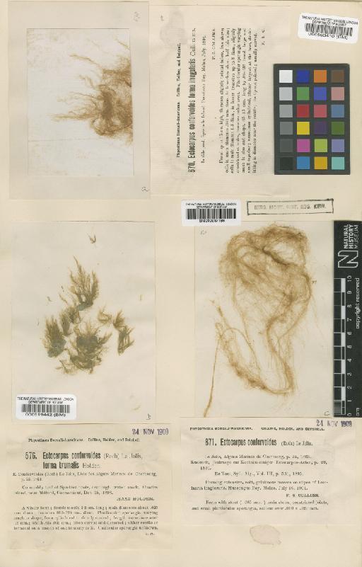 Ectocarpus siliculosus (Dillwyn) Lyngb. - BM000937186