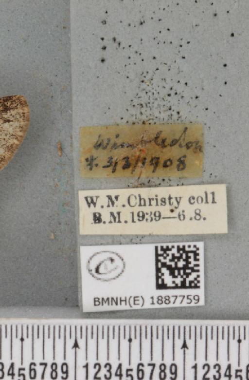 Apocheima hispidaria (Denis & Schiffermüller, 1775) - BMNHE_1887759_label_455132