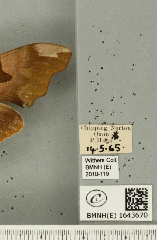 Mimas tiliae (Linnaeus, 1758) - BMNHE_1643670_label_240555