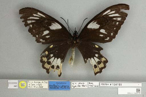 Ornithoptera priamus macalpinei Moulds, 1974 - 013604176__
