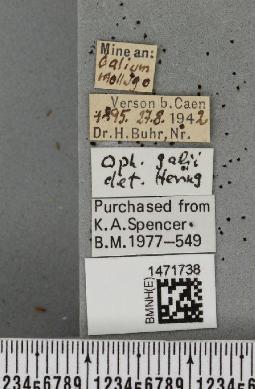 Ophiomyia galii Hering, 1937 - BMNHE_1471738_label_47400