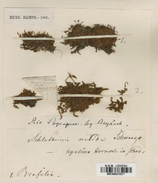 Schlotheimia torquata (Sw. ex Hedw.) Brid. - BM000873371