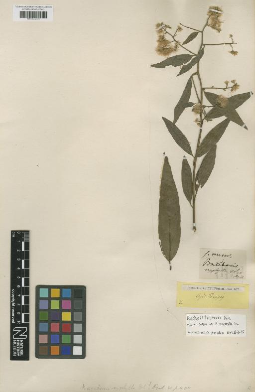 Baccharis trinervis (Lam.) Pers. - BM001209249