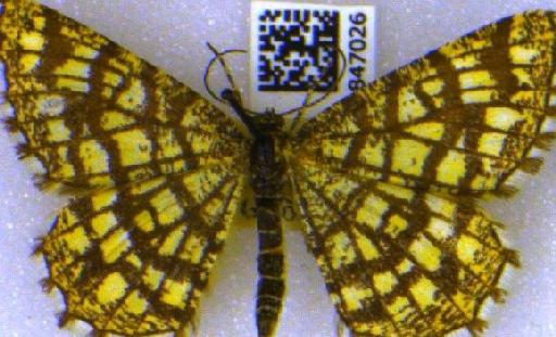 Chiasmia clathrata clathrata (Linnaeus, 1758) - BMNH(E)_1847026