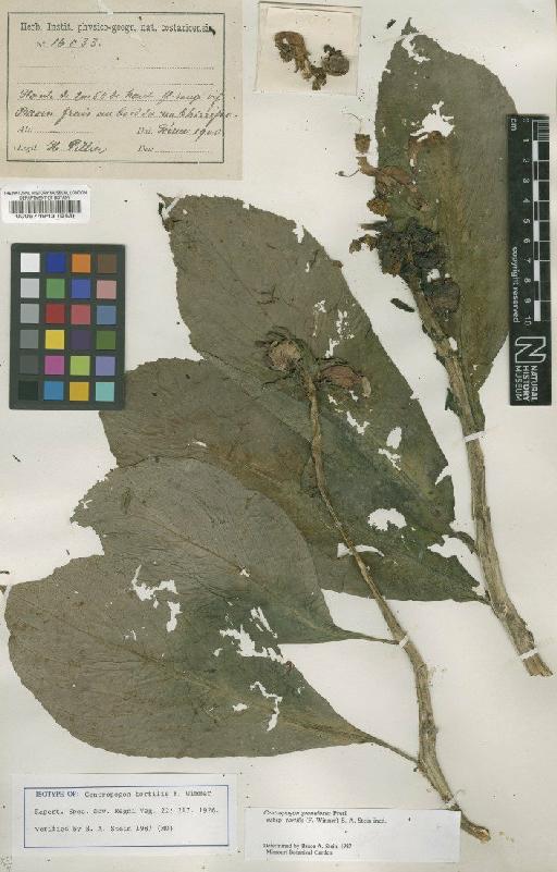 Centropogon granulosus subsp. tortilis (Wimmer) Stein - BM000574943