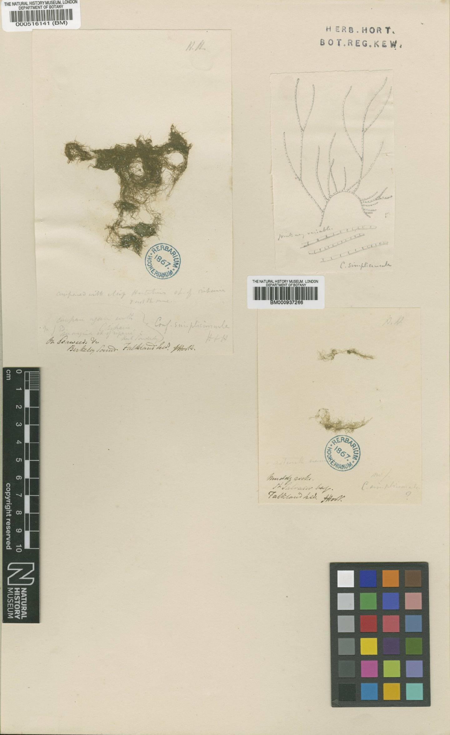 To NHMUK collection (Cladophora simpliuscula Hook.f. & Harv.; Type; NHMUK:ecatalogue:4829549)