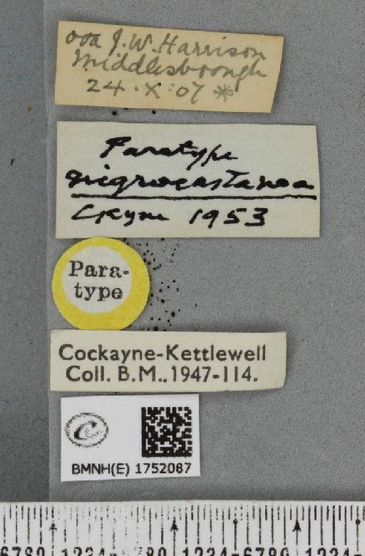 Hydriomena ruberata ab. nigrocastanea Cockayne, 1953 - BMNHE_1752087_label_330691