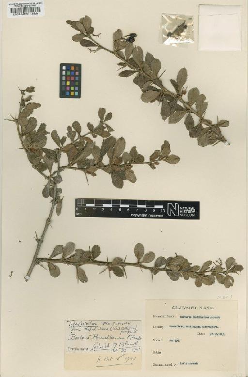 Berberis hamiltoniana Ahrendt - BM000554687