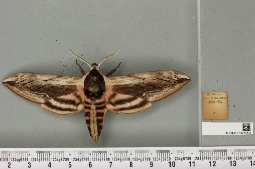 Sphinx ligustri Linnaeus, 1758 - NHMUK_010476394_533779