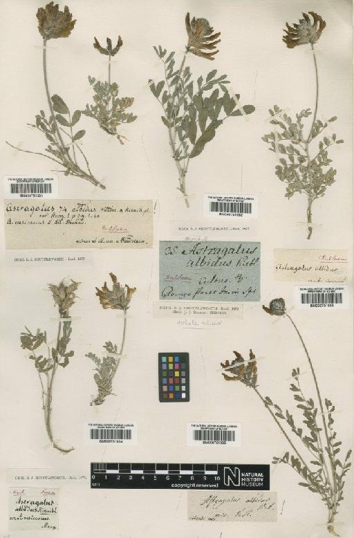 Astragalus vesicarius L. - BM000751031