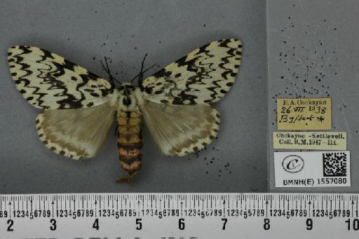 Lymantria monacha ab. dorsomaculata Lempke, 1947 - BMNHE_1557080_251846