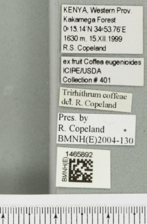 Trirhithrum coffeae Bezzi, 1918 - BMNHE_1465892_label_27169