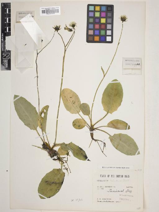 Hieracium hebridense Pugsley - 000932965_cap