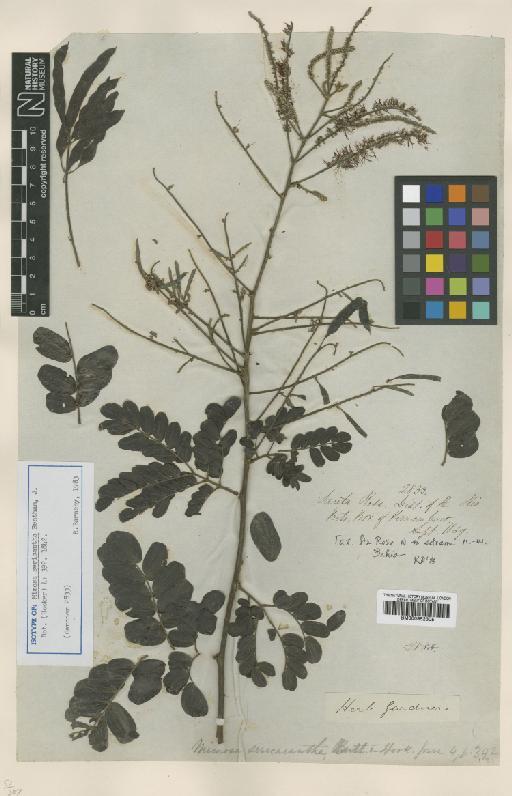 Piptadenia adiantoides (Spreng.) J.F.Macbr. - BM000952305