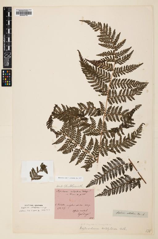 Megalastrum lanuginosum (Willd. ex Kaulf.) Holttum - 000907793