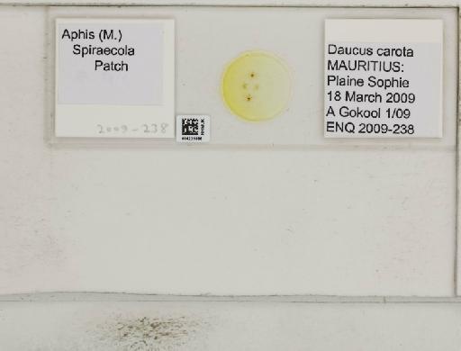 Aphis (Medoralis) spiraecola Patch, 1914 - 014225886_112526_1093088_157799_NoStatus