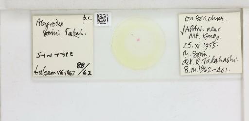 Aleyrodes sorini Takahashi, 1958 - 013479941_117703_1091841_157806_Type