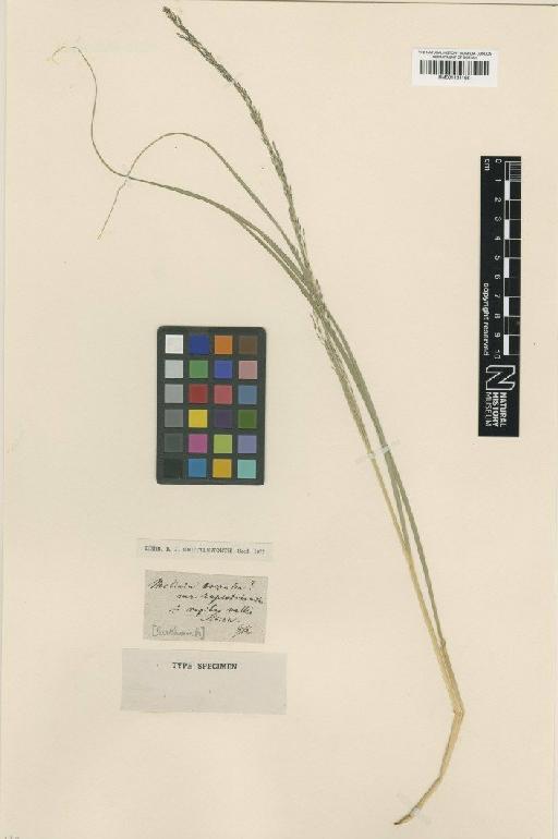 Molinia caerulea (L.) Moench - BM001134166