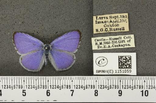 Celastrina argiolus britanna (Verity, 1919) - BMNHE_1151059_112081