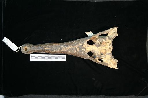 Crocodylus cataphractus - M_cataphractus_62.6.30.8(cran1)