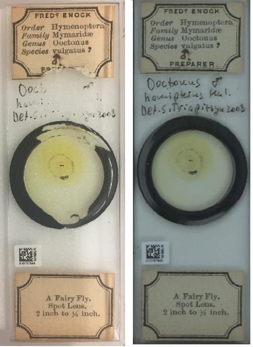 Ooctonus hemipterus Haliday, 1833 - 010157845_Ooctonus_hemipterus_slide labels