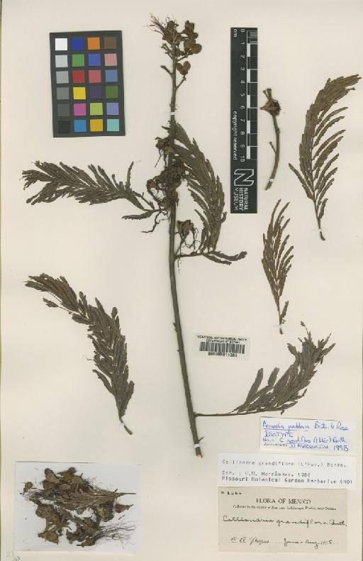 Calliandra grandiflora (L'Hér.) Benth. - BM000611069