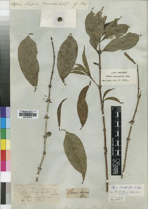Coffea stenophylla G.Don - BM000903346