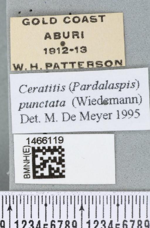 Ceratitis (Pardalaspis) punctata (Wiedemann, 1824) - BMNHE_1466119_label_40248