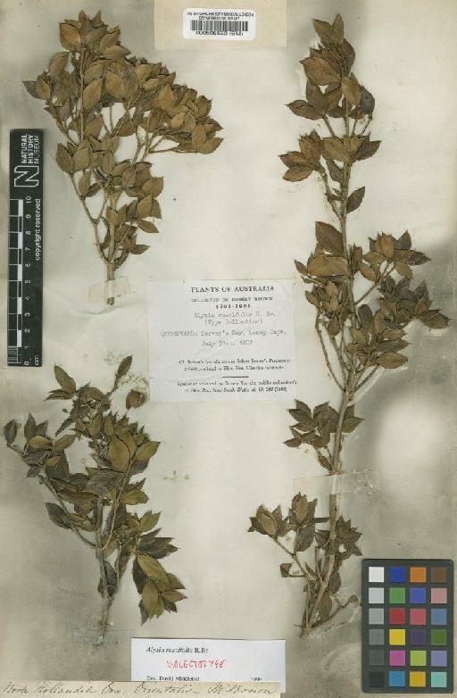 Alyxia ruscifolia R.Br. - BM000508532