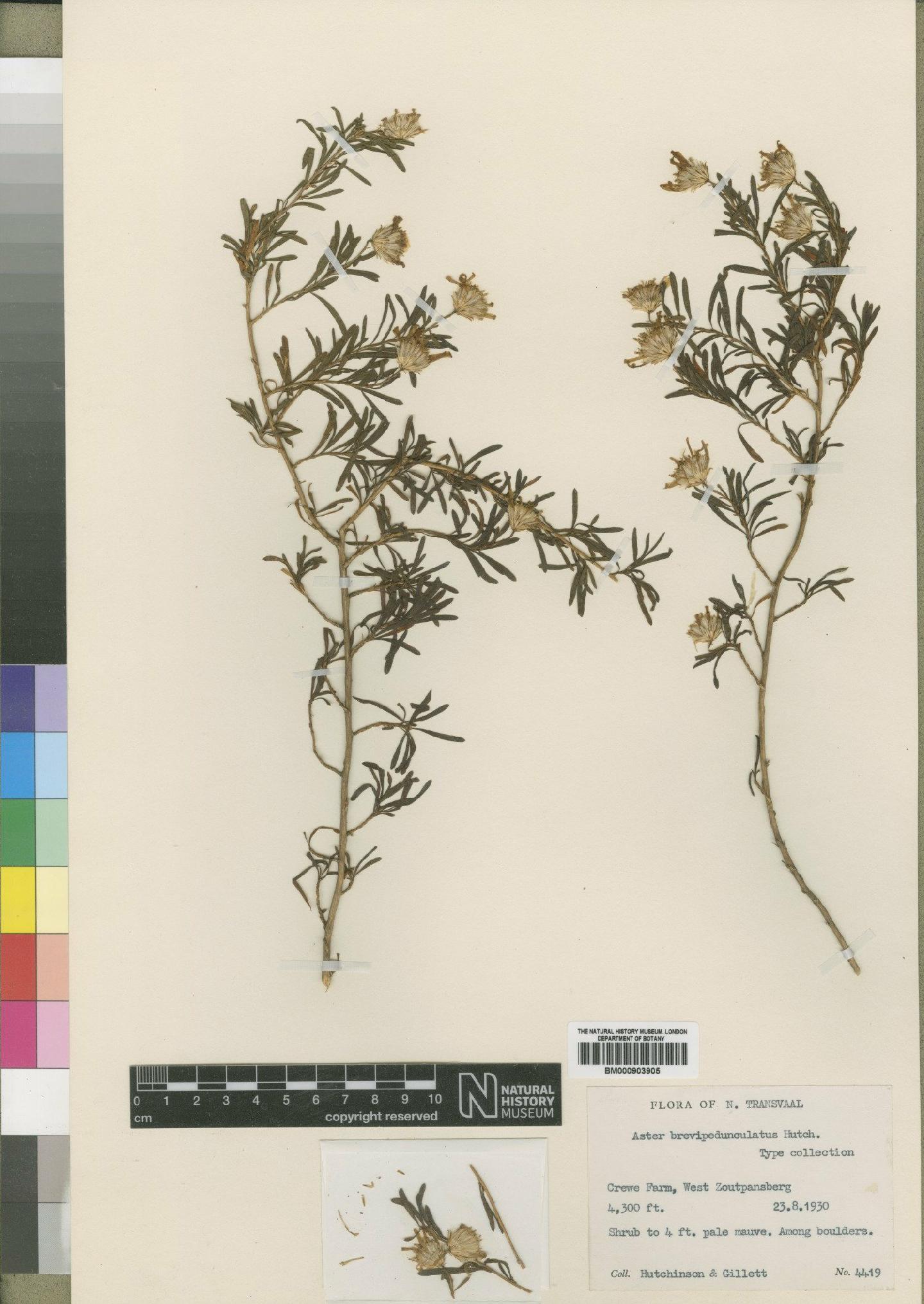 To NHMUK collection (Felicia fruticosa subsp. brevipedunculata (Hutch) Grau; Type; NHMUK:ecatalogue:4528953)