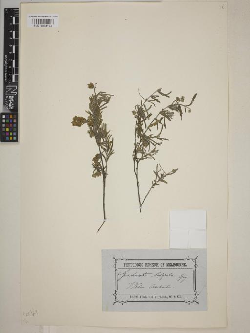 Guichenotia ledifolia - BM013838432