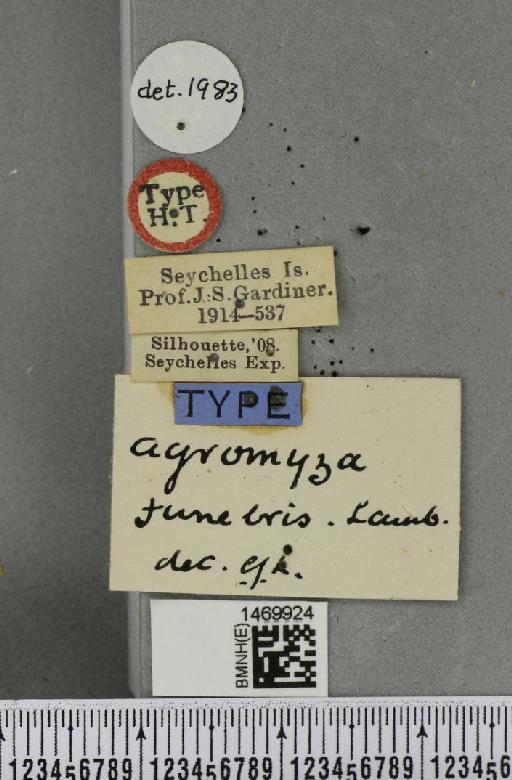 Melanagromyza funebris (Lamb, 1912) - BMNHE_1469924_a_label_45418