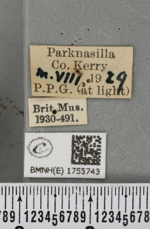 Hydriomena furcata (Thunberg, 1784) - BMNHE_1755743_label_329000