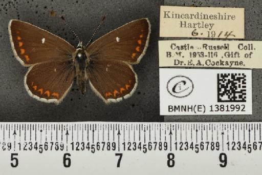 Aricia artaxerxes artaxerxes ab. quadripuncta Tutt, 1896 - BMNHE_1381992_179217