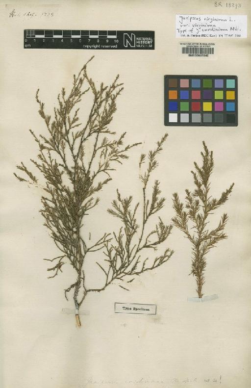 Juniperus virginiana var. virginiana L. - BM000603560