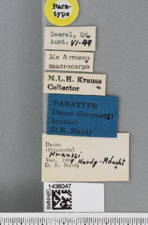 Bactrocera (Bactrocera) kraussi (Hardy, 1951) - BMNHE_1436047_label_29742