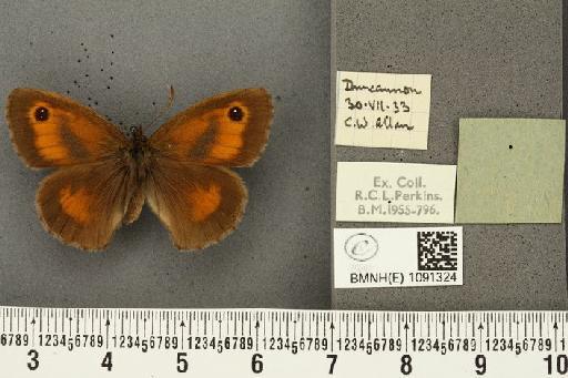 Pyronia tithonus britanniae (Verity, 1914) - BMNHE_1091324_1748