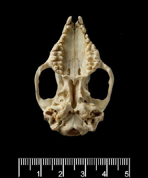 Erinaceus miodon Thomas 1908 - Ventral_view_of_skull