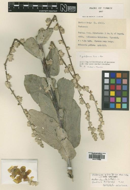Verbascum globiferum Huber-Morath - BM000796566