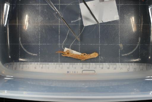 Pseudoeurycea gadovii - Image of specimen 1946.9.6.46