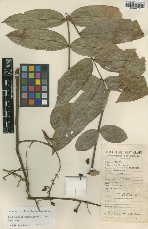 Lepisanthes kinabaluensis Leenh. - BM000947118