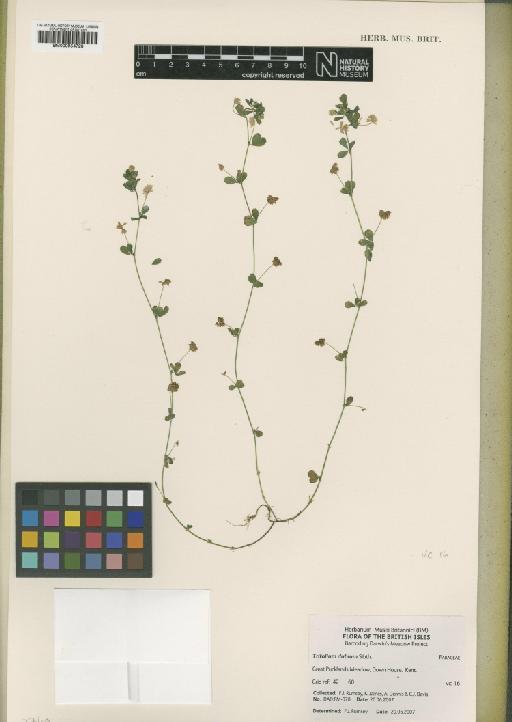 Trifolium dubium Sibth. - BM000954728