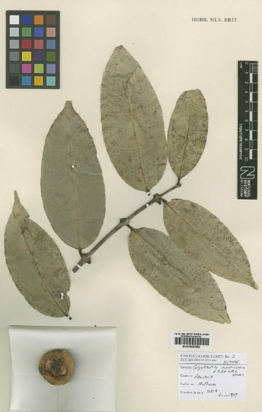 Calyptranthes macrocarpa B.Holst & M.L.Kawas. - BM000884882