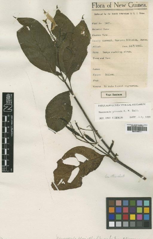 Mussaenda procera F.M.Bailey - BM000945221