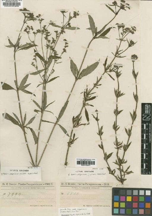 Galianthe laxa subsp. paraguariensis (Chodat & Hassl.) E.L.Cabral - BM001034321