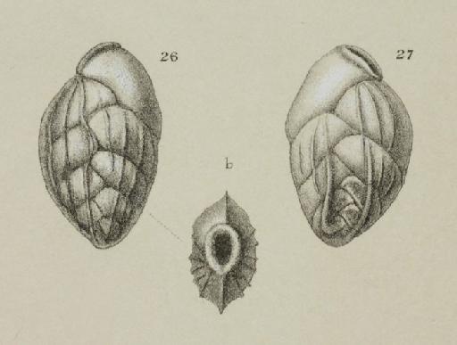 Bolivina costata Orbigny, 1839 - ZF1175_53_26-27_Brizalina_semicostata.jpg