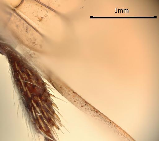 Tiphia natalensis Smith, 1879 - 015213418_Tiphia_natalensis_lectotype_leg_2