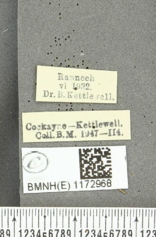 Erebia epiphron mnemon f. scotica Cooke, 1943 - BMNHE_1172968_label_28887