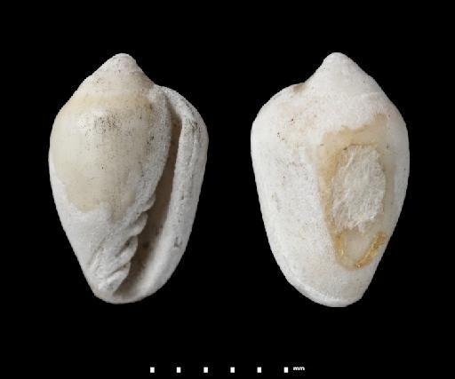 Marginella caribaea d'Orbigny, 1842 - 1854.10.4.305C